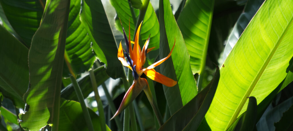 Exotisches aus dem Botanischen Garten